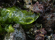 Sea-lettuce-Ulva-sp